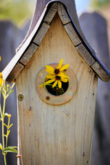 Little Yellow Flowers Growing in a Bluebird House