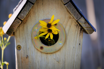 Little Yellow Flowers Growing in a Bluebird House
