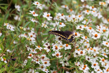 Male Black Swallowtail (Papilio polyxenes) in OKC's Will Rogers Park.