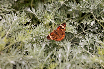 Common Buckeye ( Junonia coenia) in Oklahoma City's Will Rogers Park