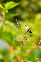 A female Ruby-throated Hummingbird (Archilochus colubris) perche