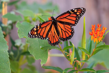 Monarch Butterfly (Danaus plexippus) in a backyard wildflower garden