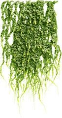 Front view of climbing Ivy plant - Hedere Helix