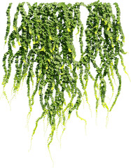 Front view of climbing Ivy plant - Hedere Helix