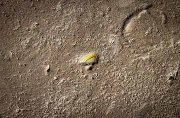 Color horizontal photo, light brown bivalve shell in focus buried in wet sand, sandy river bank...