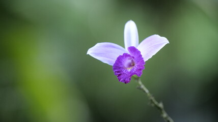 Fototapeta premium Orquídea
