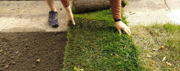 man installing sod grass carpet on lawn closeup
