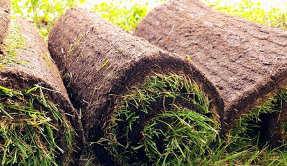 Fototapeta premium closeup of new sod roll layer texture for the lawn