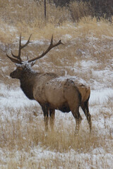 Majestic bull elk standing in a snowy wilderness. Ideal for wildlife, nature, outdoor adventure, and conservation projects, as well as winter-themed editorial and advertising use.