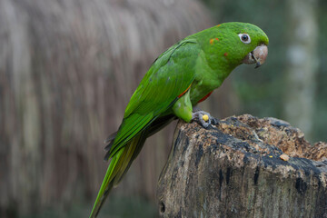 Loro en las cataratas de iguazu.