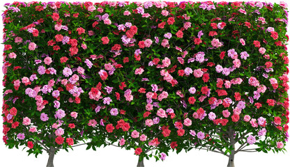 Side view of Camellia Sasanqua plant with flowers