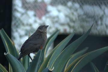 ave, naturaleza, mirlo, negro, animal, fauna, cacareo, inhospitalario, pico, ave, sucursal,...