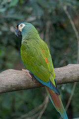 Guacamayo en el sur de Brasil. (Primolius maracana)