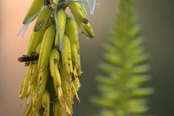 Bee pollinating a yellow aloe flower