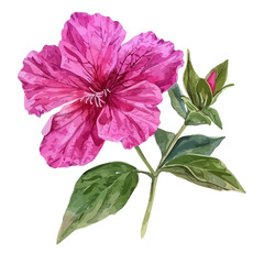 Watercolor vector of Clarkia flower, isolated on a white background, and Clarkia vector