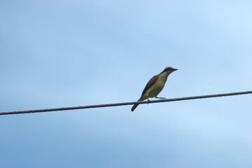 ave, animal, fauna, naturaleza, pico, cielo, alambrada, ave de presa, azores, aguilas, inhospitalario, emplumar, golondrinas, negro, azul, ave, depredador, emplumar, pandion haliaetus, árbol, alas, ce