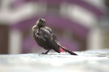 ave, animal, fauna, naturaleza, pico, cielo, alambrada, ave de presa, azores, aguilas, inhospitalario, emplumar, golondrinas, negro, azul, ave, depredador, emplumar, pandion haliaetus, árbol, alas, ce