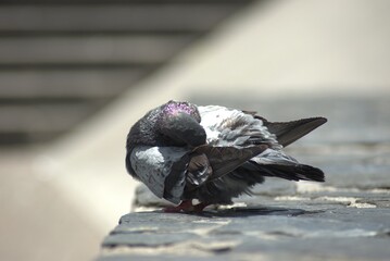 ave, animal, fauna, naturaleza, pico, cielo, alambrada, ave de presa, azores, aguilas, inhospitalario, emplumar, golondrinas, negro, azul, ave, depredador, emplumar, pandion haliaetus, árbol, alas, ce