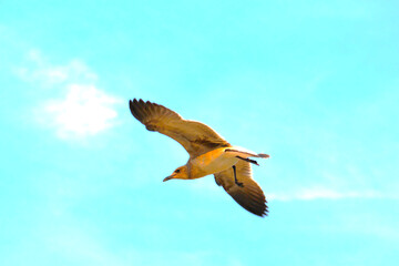 seagull flying in the sky