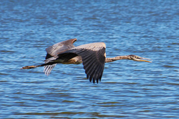 great blue heron slash pterodactyl