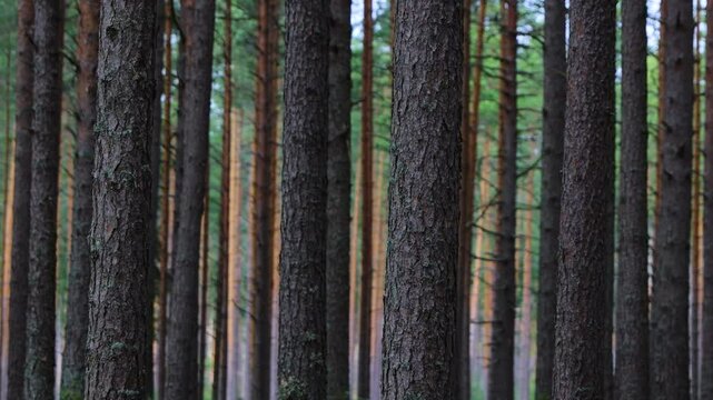A peaceful pine forest with tall, straight tree trunks, perfect for nature lovers and forest photography. Pinus woodland. Southern Finland, Kymenlaakso, Hamina. Selective focus. 4k Video
