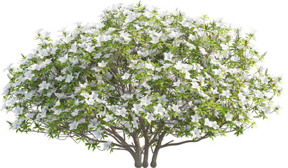 Obraz premium Side view of Rhododendron Pulchrum tree