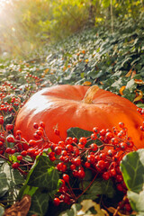 Thanksgiving and Halloween holiday symbol. Orange large pumpkin and branches with red berries in bright green ivy in sunny garden.Beautiful nature wallpaper. Autumn mood 