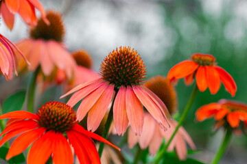 Echinacea blooms in orange and red tones.Medicinal flowers and herbs.Echinacea purpurea flowers. Natural traditional medicine and alternative homeopathy.Growing Echinacea and Garden Design 