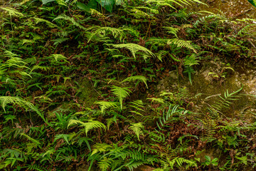 muro verde com samambaias selvagens