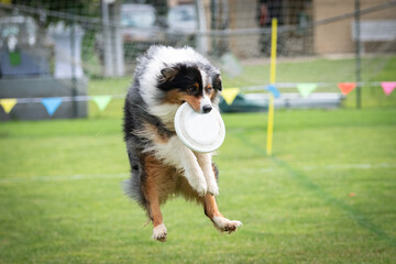 Disc dog jumping in the air