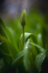 Sweet tulip bud 6810