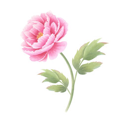 Pink peony flower with leaves on isolated background. Hand drawn watercolor botanical illustration. Clipart for design, cards, invitations, congratulations, packaging, printing, advertising.