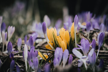 purple and yellow crocus flowers