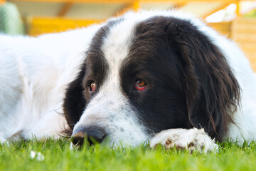 portrait of a dog