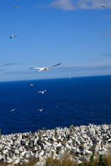 birds