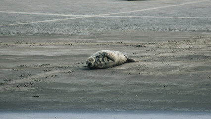 Fototapeta premium sea lion on the beach