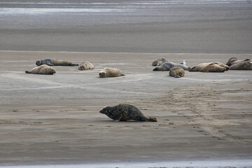 Fototapeta premium Seals on the North Sea