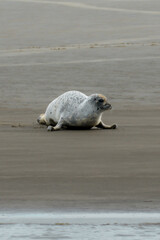 seal on the beach