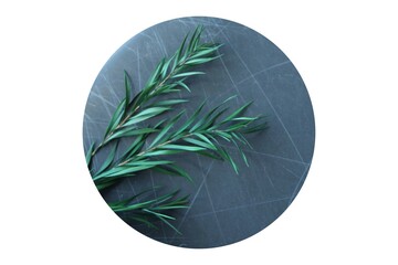 evergreen plant against vintage chalkboard background © mailcaroline