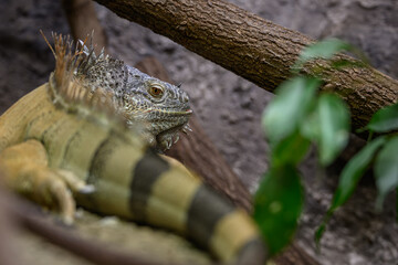 Green monitor lizard in head detail.
