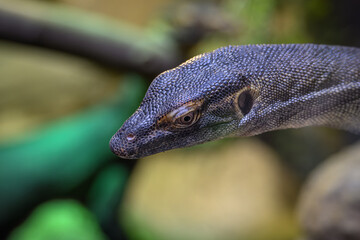 Head of monitor lizard in detail.
