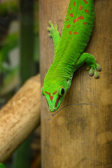 Beautiful green lizard on a bamboo trunk.