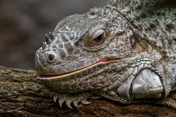 Green monitor lizard in head detail.
