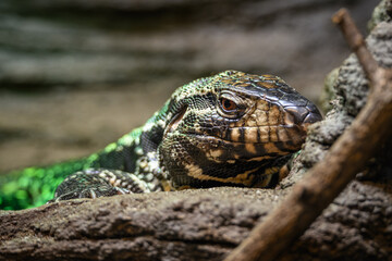 Striped teju in head detail.
