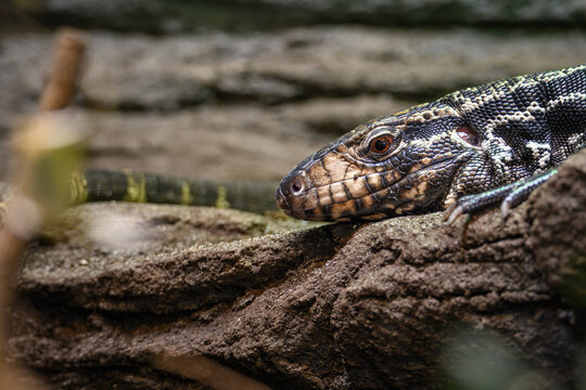 Striped teju in head detail.

