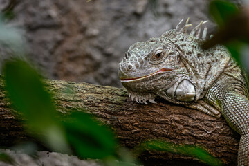 Green monitor lizard in head detail.
