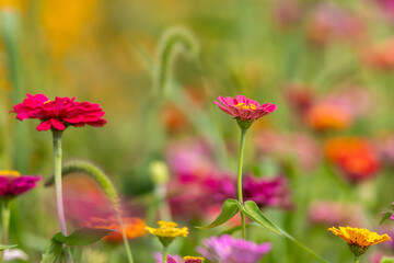 Zinnia field, Asteraceae, in multi colors on a late summer afternoon