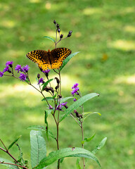 Vibrant butterfly resting on wildflowers in lush green garden