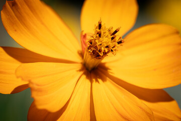 Close-up of vibrant yellow flower with detailed petals