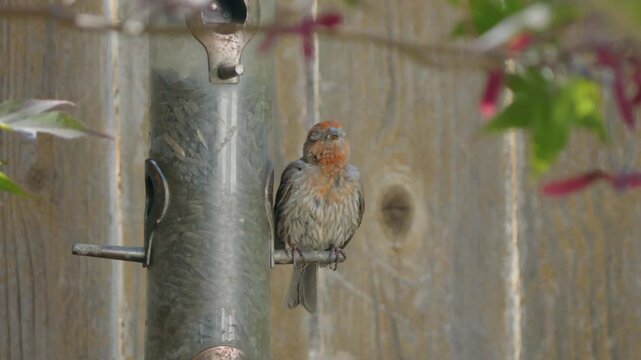 red headed house finch sleeping on a bird feeder